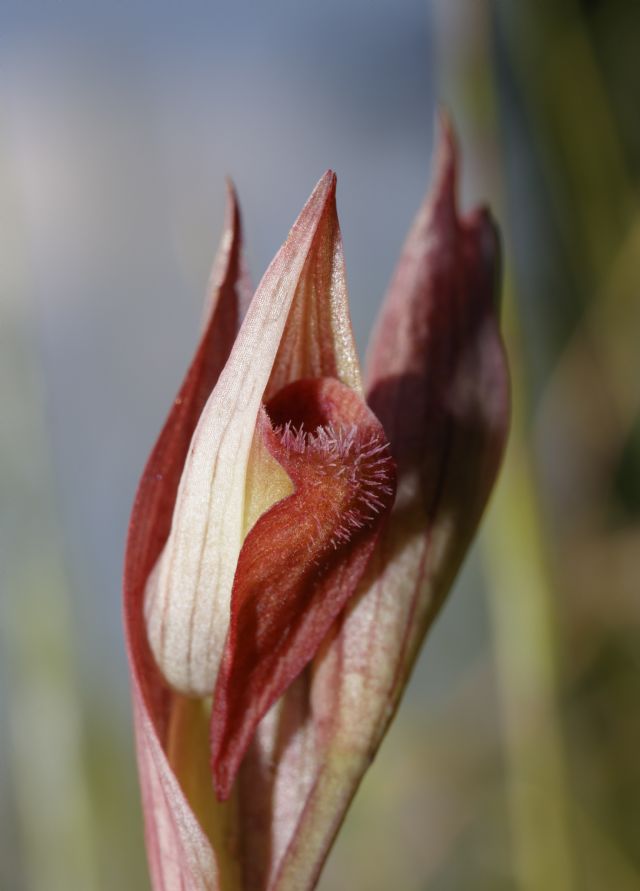 Serapias parviflora e ibridi (Mugello)